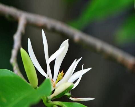 白蘭花 花語